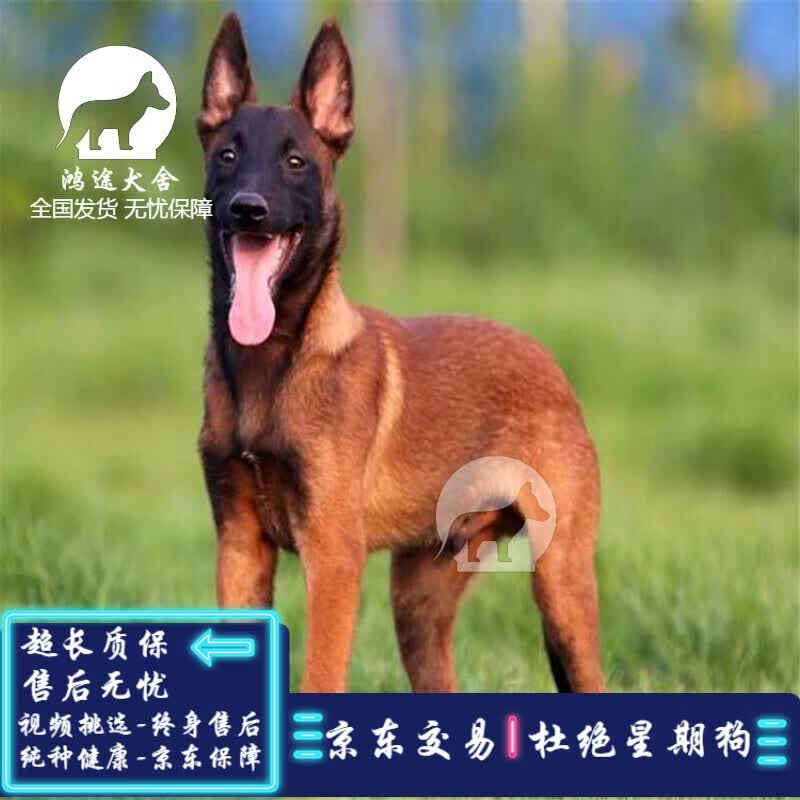 马犬幼犬活体马犬活体马犬活体纯种狗狗爆红昆明犬 宠物级 SSS级 公属于什么档次？