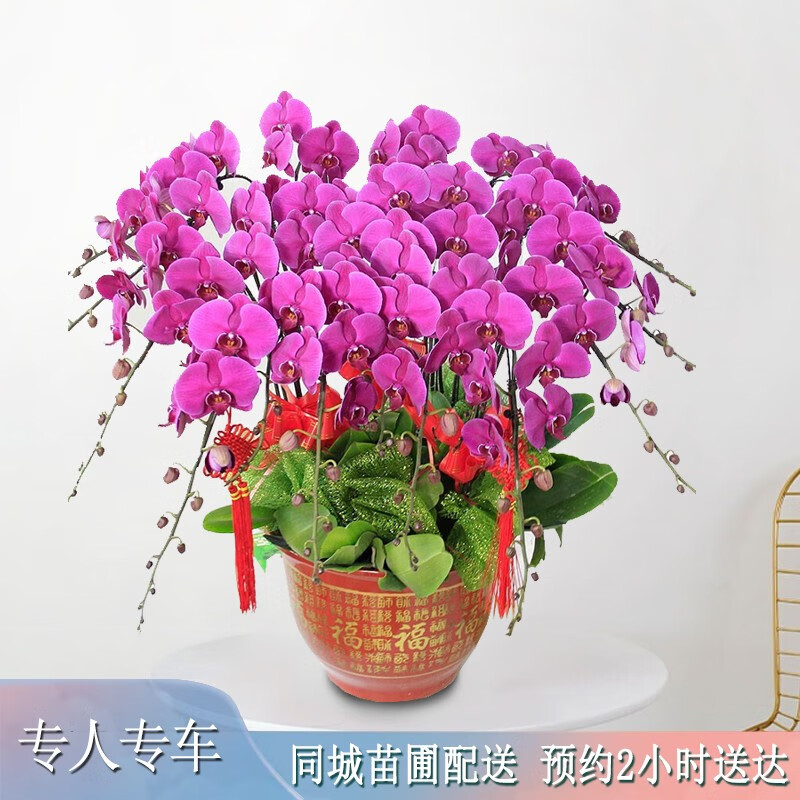 同兰 相关京东优惠商品潜力降序 价格图片品牌优惠券 虎窝购