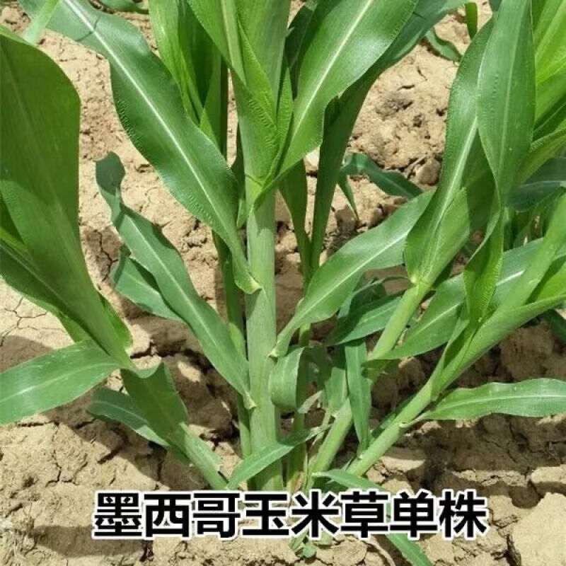 月娥月娥 进口墨西哥玉米草种子四季多年生阔叶高丹王草甜高粱新型皇
