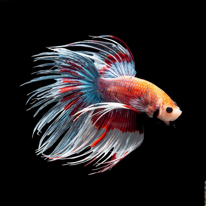 易萌 斗鱼活鱼泰国斗鱼小型热带鱼淡水鱼宠物观赏活体 斗鱼狮王3-5cm