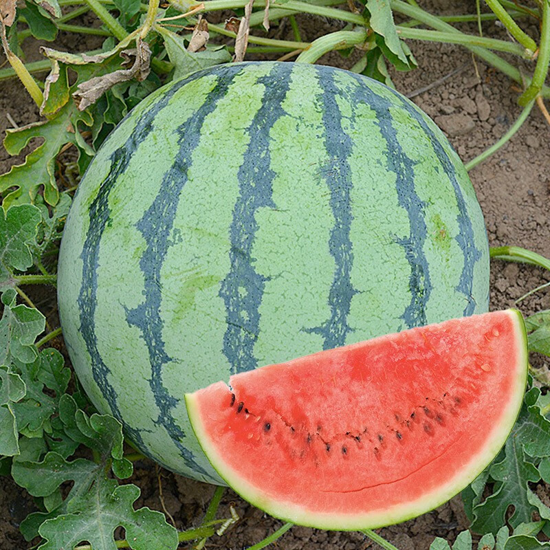 三千苗 8424西瓜种子冰糖麒麟西瓜种籽大全薄皮肉质甜脆四季南方水果