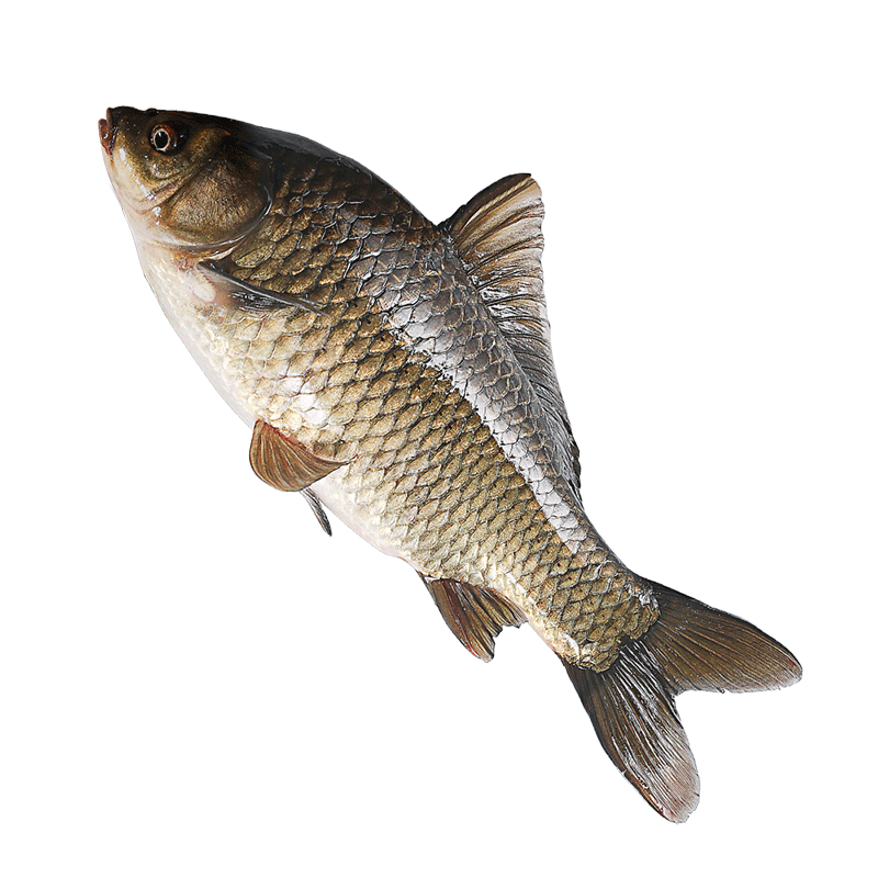 拍3件 【冰鲜】片言片鱼 千岛湖生态鲫鱼 净膛800g 2-3条 现捕现杀