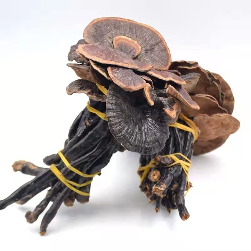 竹灵芝野生竹灵芝云南半野生竹节灵芝小红灵芝长颈灵芝 自然生长 整枝