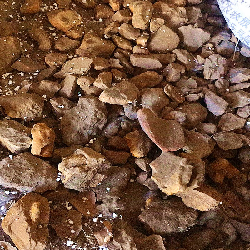 居富德 木鱼石茶杯天然木鱼石原石原矿净化矿化水质过滤泡茶治病强体