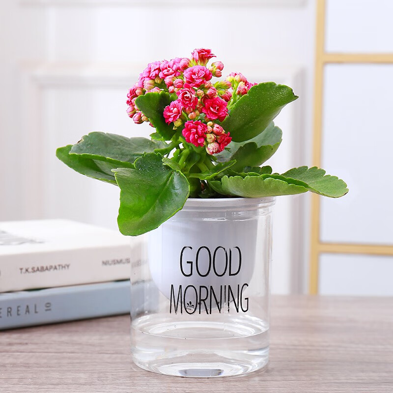 【带花】长寿花盆栽植物室内客厅四季常青水培花卉长寿花盆栽 长寿花