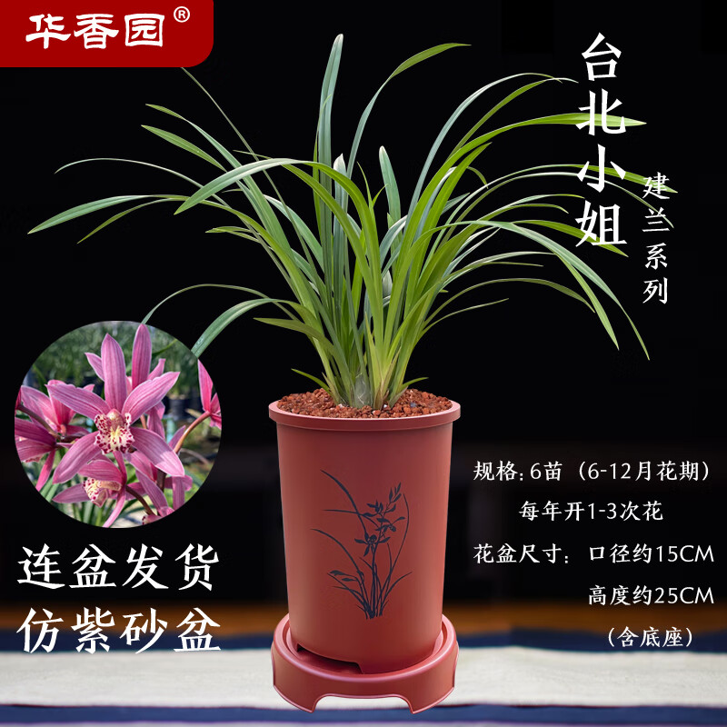 华香园绿植花卉 兰花苗四季建兰【台北小姐 红粉佳人 办公室内客厅