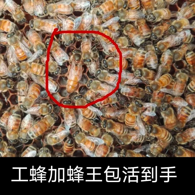 意蜂蜂群出售产王群活体蜂群蜂疗蜜蜂授粉蜂群意大利笼蜂意蜂蜂王 意蜂工蜂500克加产卵王