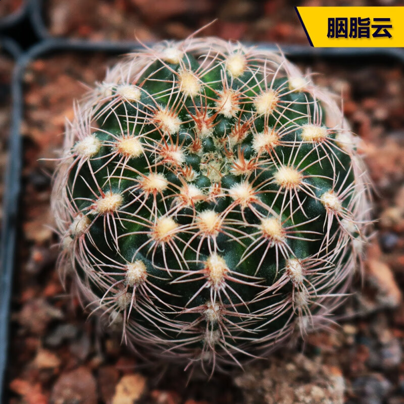 黎秋科 胭脂红仙人球 开花趴刺胭脂丸多肉植物办公室小盆栽 3-4cm