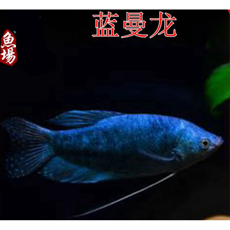 [京选推荐]蓝曼龙 曼龙鱼 热带鱼观赏鱼 水族活体宠物鱼  淡水活体鱼