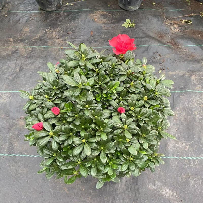 凝慧 大盆独干杜鹃花苗带花苞四季绿植花卉室内客厅观赏盆栽植物 独干