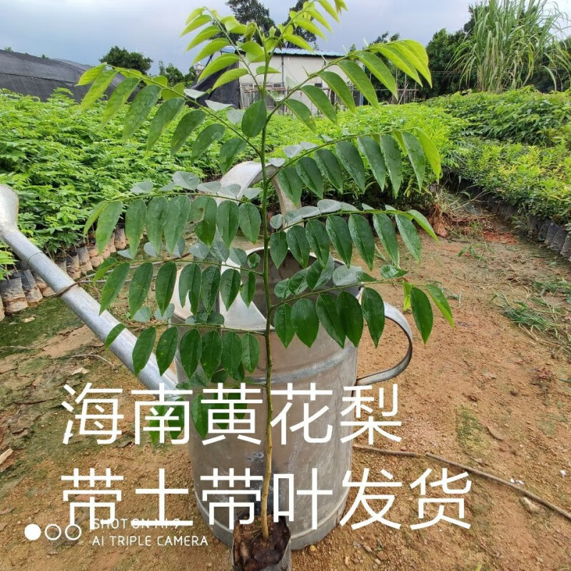 祉鹿 黄花梨树苗木海南树苖苗降香黄檀红木 30-40cm两棵