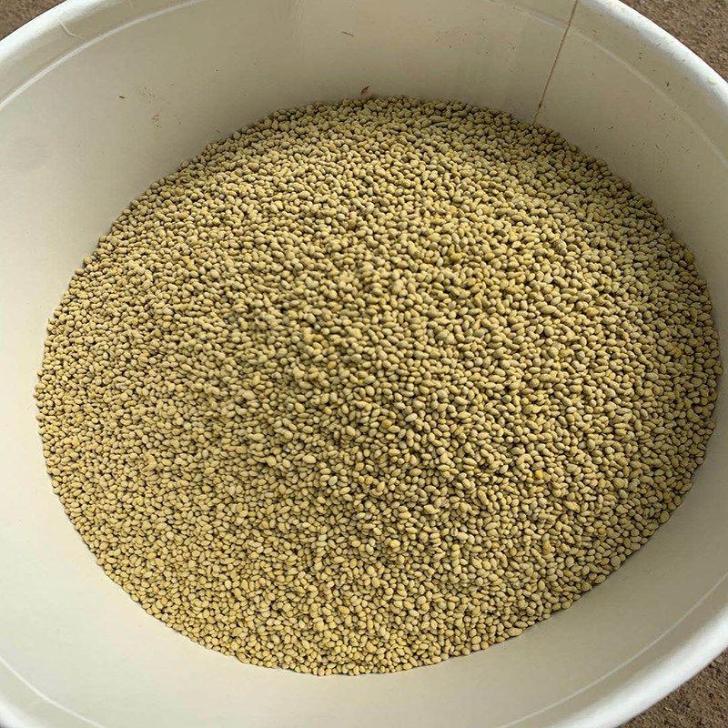 好客花乡草坪种子草种籽矮生四季常青庭院别墅绿化草籽种早熟禾草籽