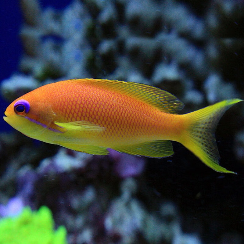 海金鱼蓝眼宝石鱼夏威夷宝石紫印鱼活体海水观赏鱼水族生物 蓝眼海