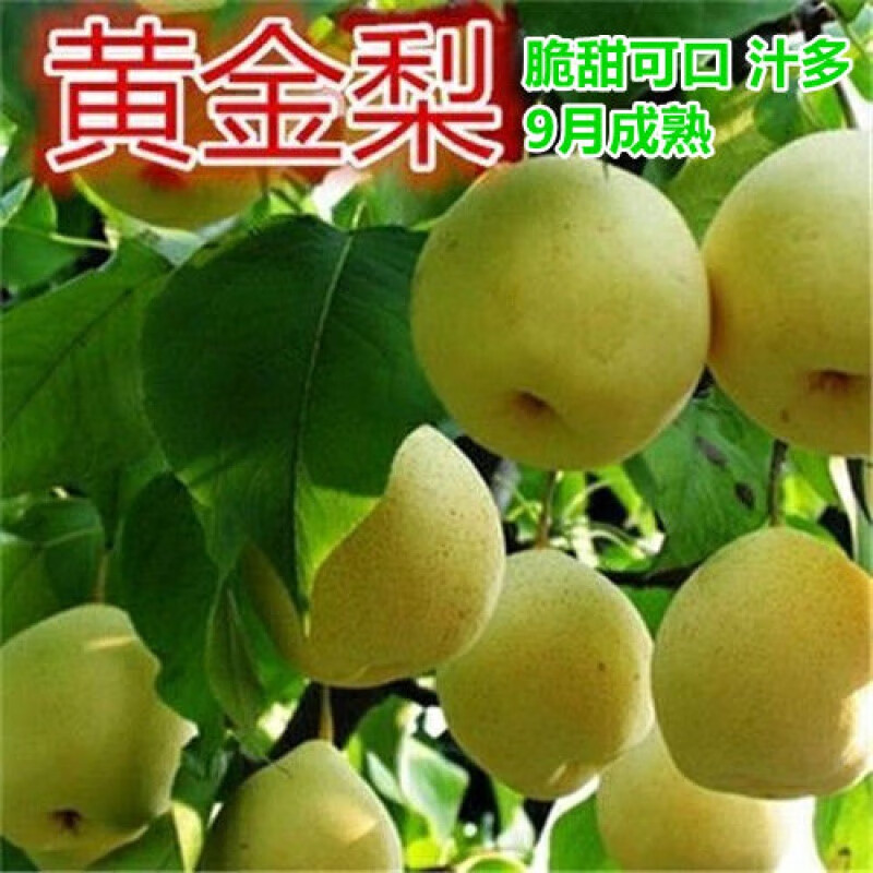 梨树苗嫁接翠冠梨新品种特大南方北方种植黄金梨当年结果梨子树苗