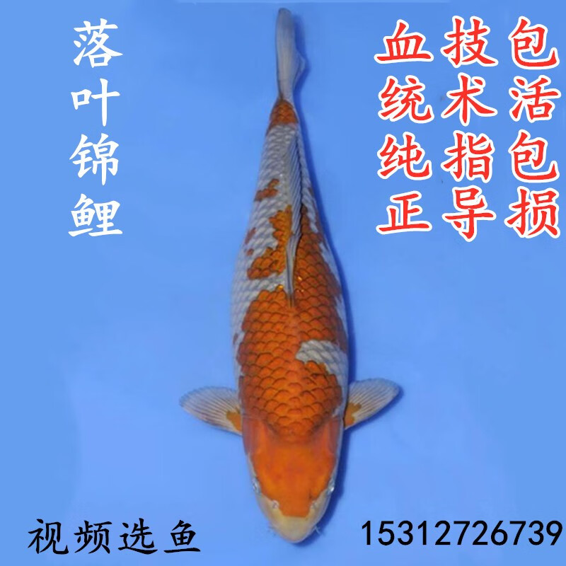 京东水族活体史低查询|水族活体价格比较