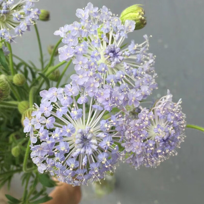 鲜花云南直发昆明直批基地斗南花市插花水养花束花卉家庭 翠珠(蓝色8