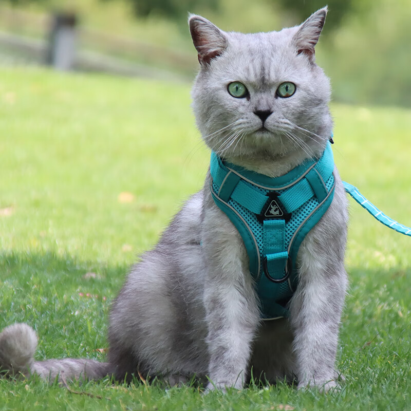山头林村牵引绳猫咪缅因防挣脱可调式背心式伸缩透气胸背带猫子家用栓