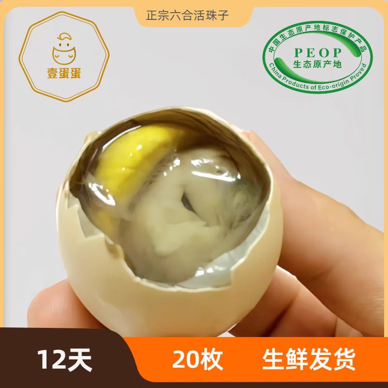 壹蛋蛋生鮮六合活珠子南京特產(chǎn)草雞蛋孵化雞胚蛋鳳凰蛋湯汁鮮美 橙色 生鮮活珠子20枚