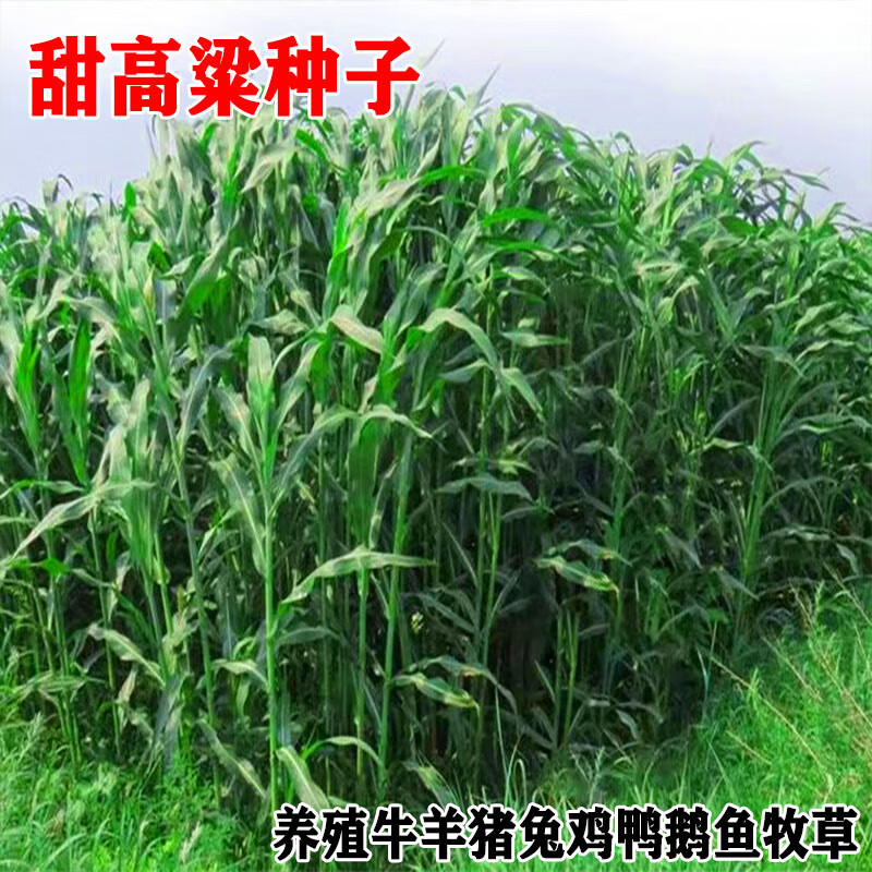 高丹王草种子四季养牛羊鹅猪兔喂鱼草种再生大力士甜高粱牧草种子 饲用甜高粱种子1斤【收割再生】