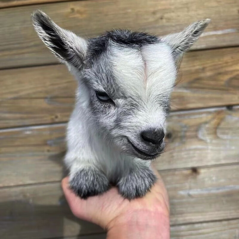 宠物羊小羊羔活羊矮山羊活 网红宠物活物羊仔侏儒羊宠物羊 定金