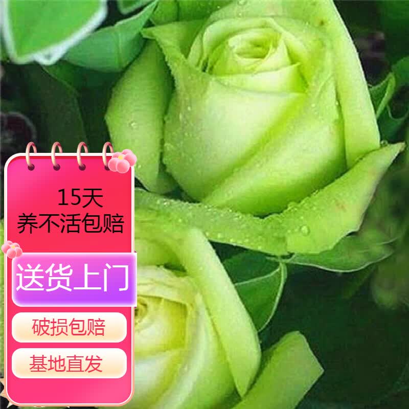 玫瑰花苗带花苞花卉观花绿植物室内阳台盆栽大花月季蔷薇 绿玫瑰 含盆