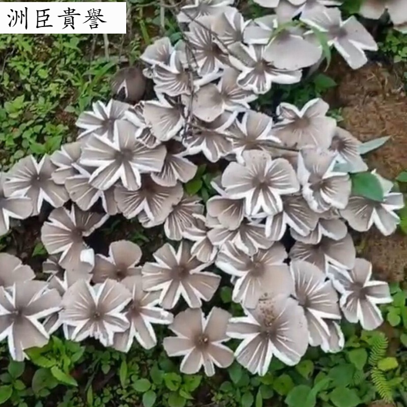 寒宁云南鸡枞菌种子伞把菇三塔菌菌菇包云南菌鸡枞菌包三八菇鸡枞