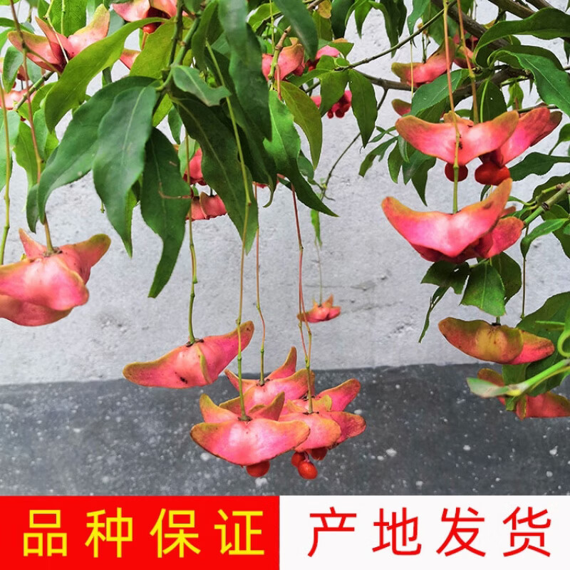 金丝吊蝴蝶树苗陕西卫矛原生金线吊蝴蝶盆栽花卉绿植开花庭院盆景