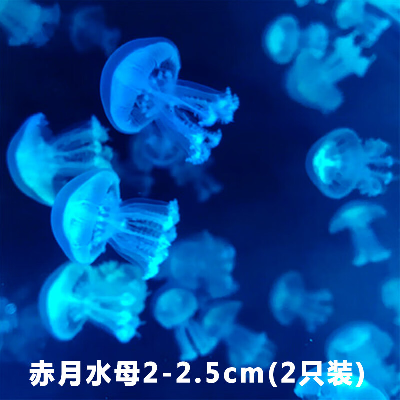 水母活物网红海洋小宠物发光好养赤月海月倒立观赏水母 赤月水母2-2.5cm2只装