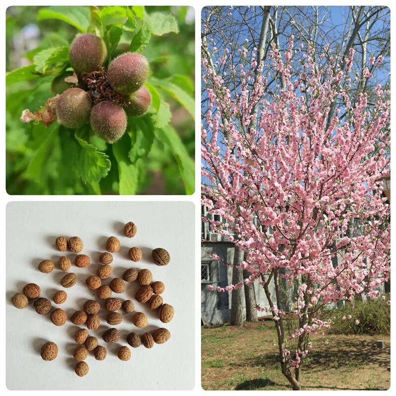 绍涵林木种子山桃种子四季多年生景观绿化工程桃花树桃树种子造林
