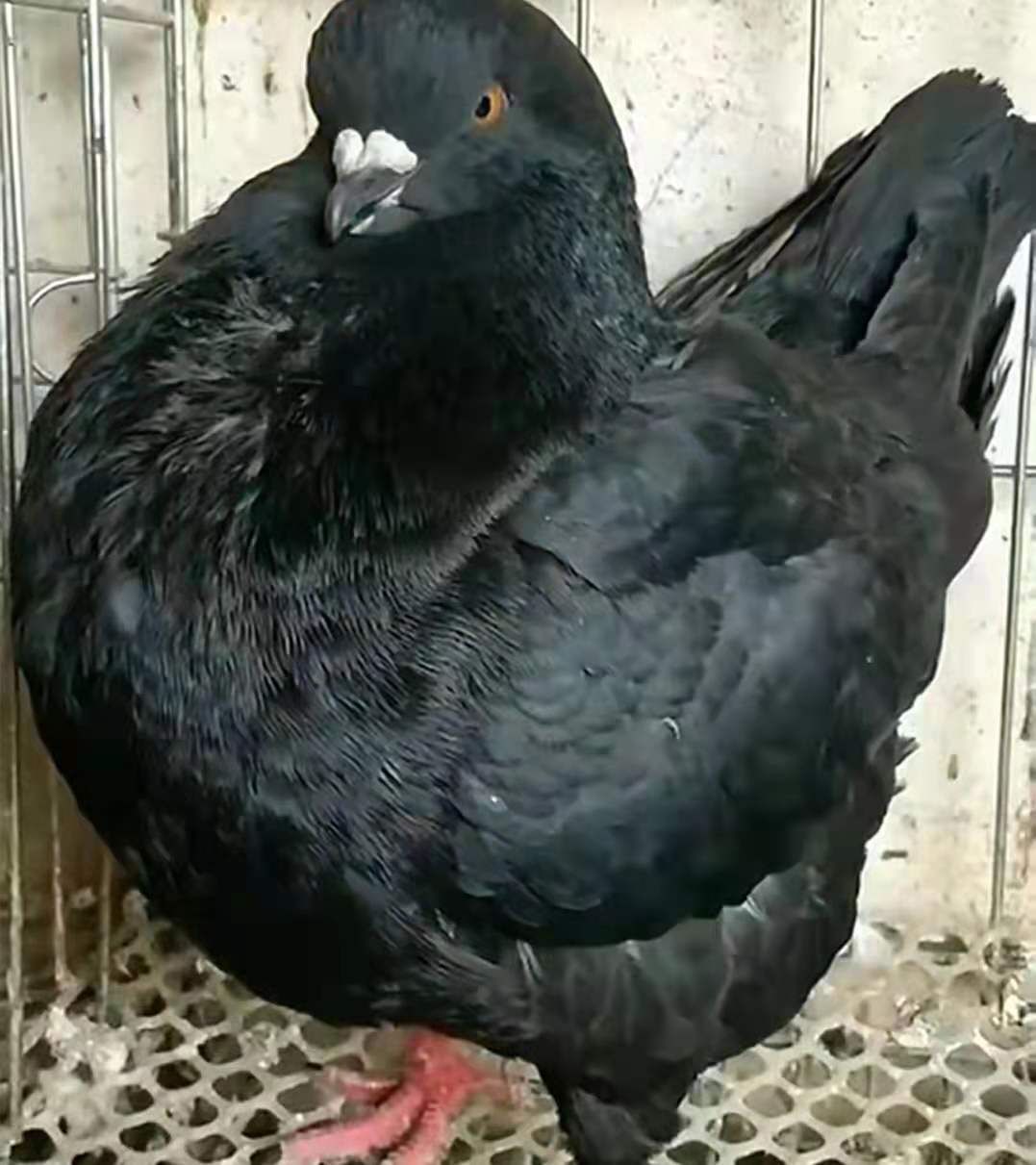 活体青年鸽肉鸽大型特大种鸽落地王包下蛋鸽子活一对 黑色元宝青年鸽