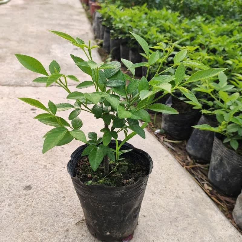 石榴花潮汕仙草抹草盆栽树苗吉祥喜事花草 石榴花3年苗【带土球】
