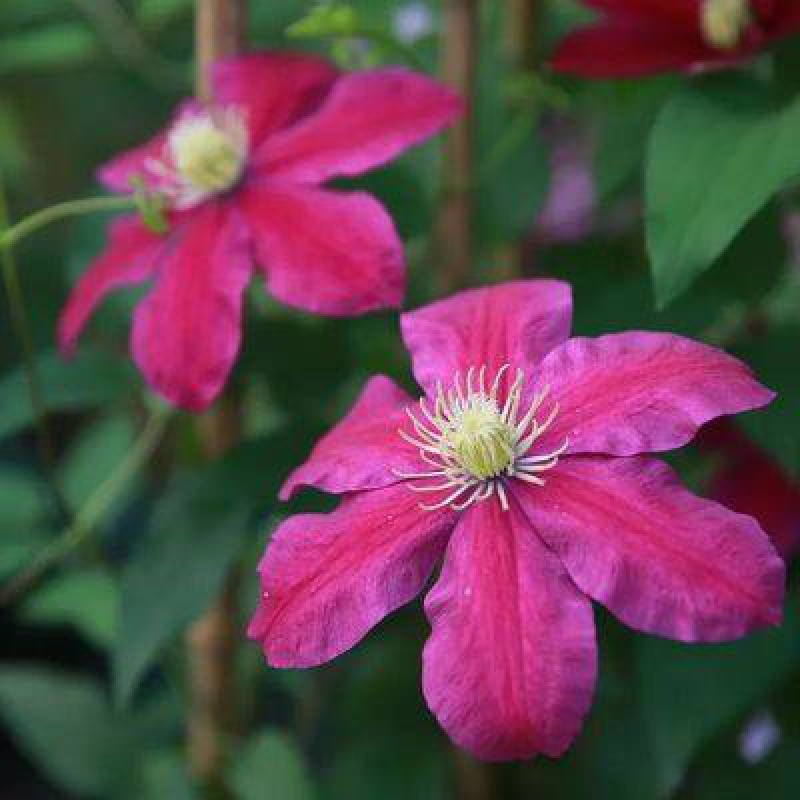 铁线莲爬藤植物庭院耐寒绿植花卉盆栽苗乌托邦银币阳台四季开花 落日