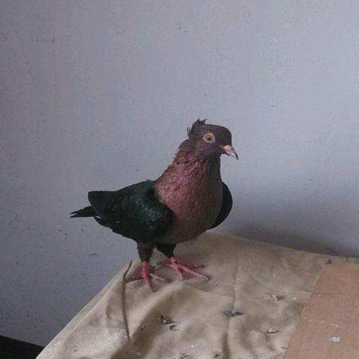 散养活体鸽子天使鸽子青年观赏鸽一对紫头幼鸽黄头黑背种鸽 紫头天使