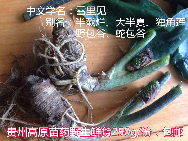 贵州苗家特产草药新鲜雪里见250g 半截烂野包谷蛇包谷躲雷草