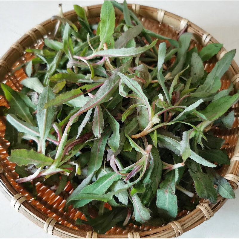 东北新鲜野生曲麻菜500g顺丰苦麻菜苗苦菜野菜曲曲菜蘸酱菜 500g