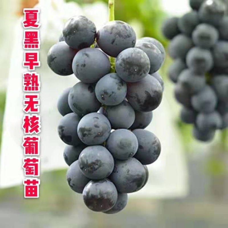 四季嫁接爬藤盆栽地栽庭院南北方 果树苗 当年结果 葡萄苗 夏黑 3年苗