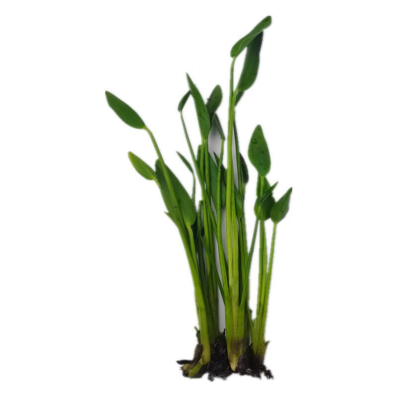 江影清梭鱼草海寿花沼泽过滤植物挺水植物水生植物净化水质庭院水池