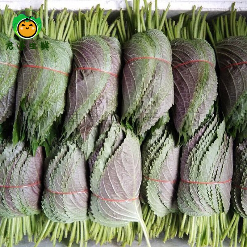 壹萌果蔬苏子叶 新鲜蔬菜 烤肉包肉 紫苏叶当季叶菜绿色农家现摘韩国