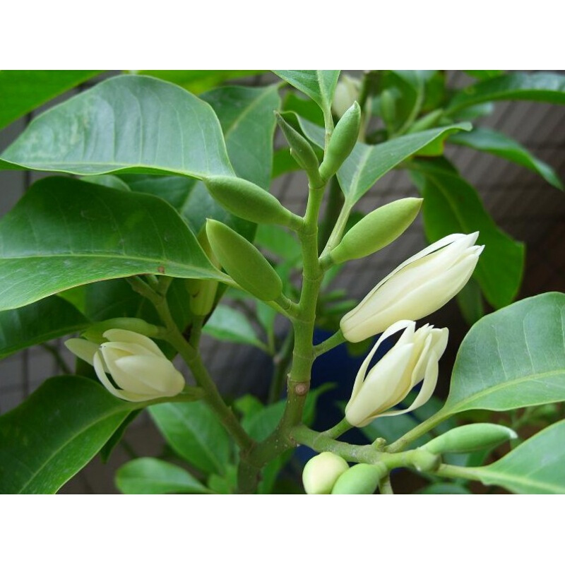 汉柠  花卉绿植白兰花盆栽 白玉兰苗缅桂花苗芳香四溢室内外绿植花卉