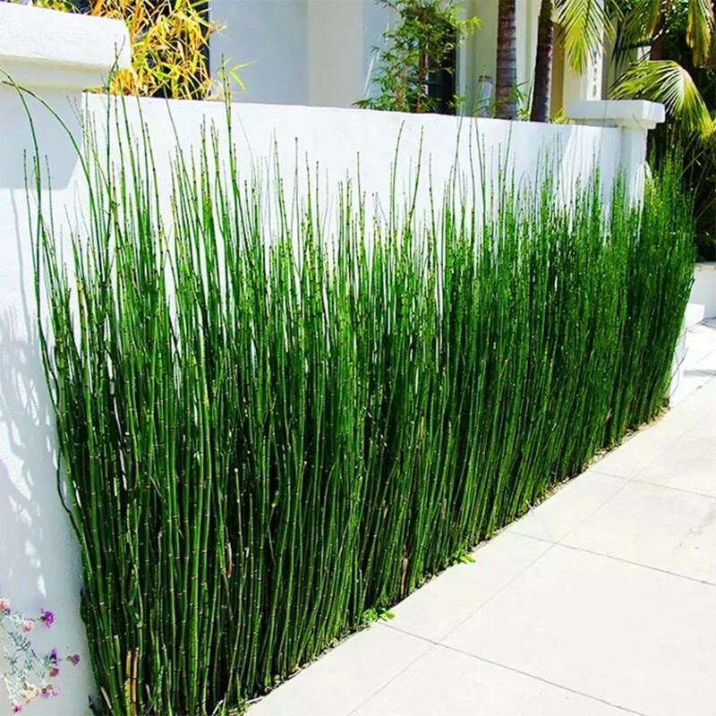 木贼盆栽树苗 常绿水陆两生植物四季常绿笔管草笔杆草水池观赏造景