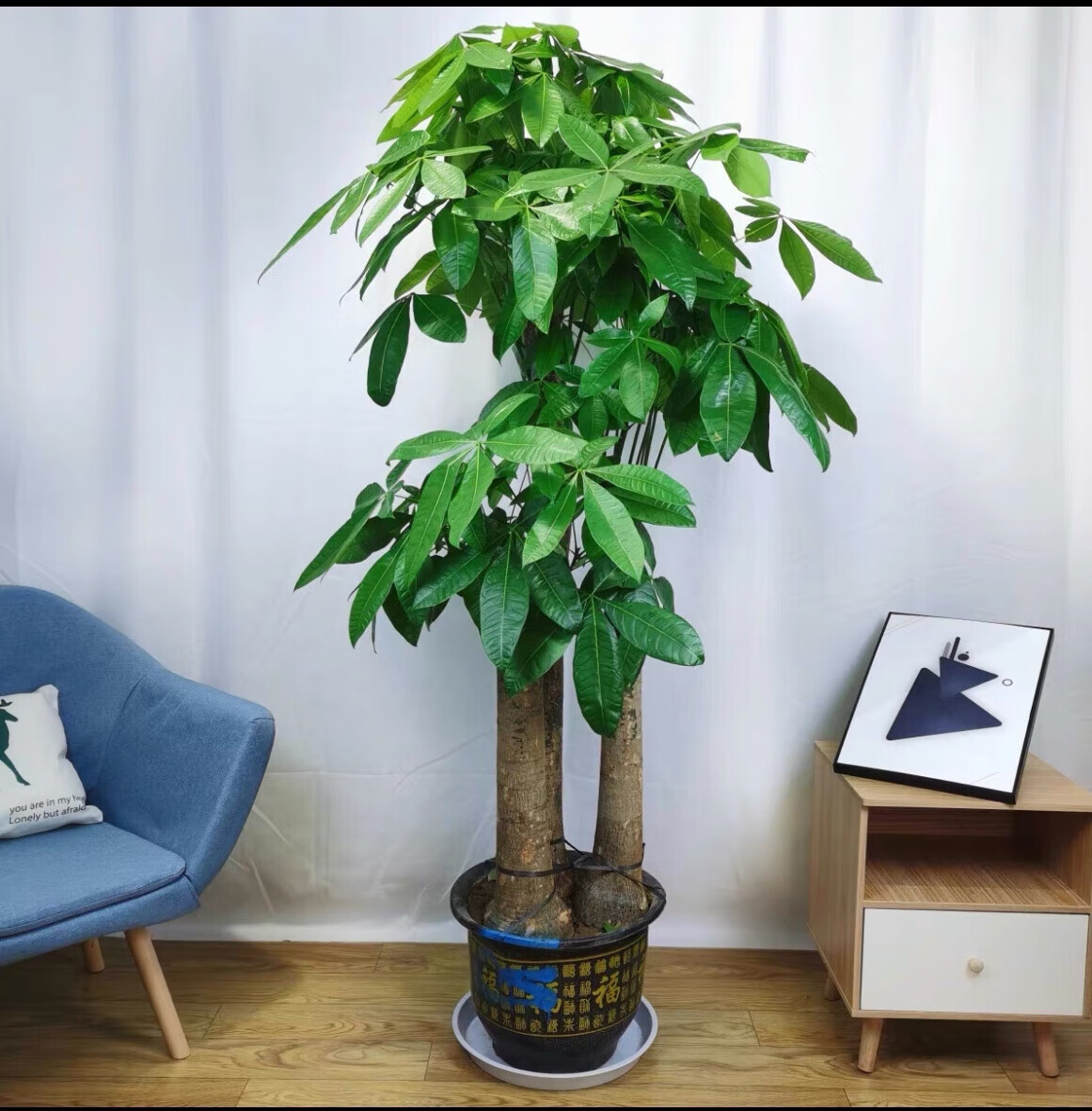 刘不丁步步高发财树单杆辫子室内办公室客厅大型植物开业乔迁送礼大绿