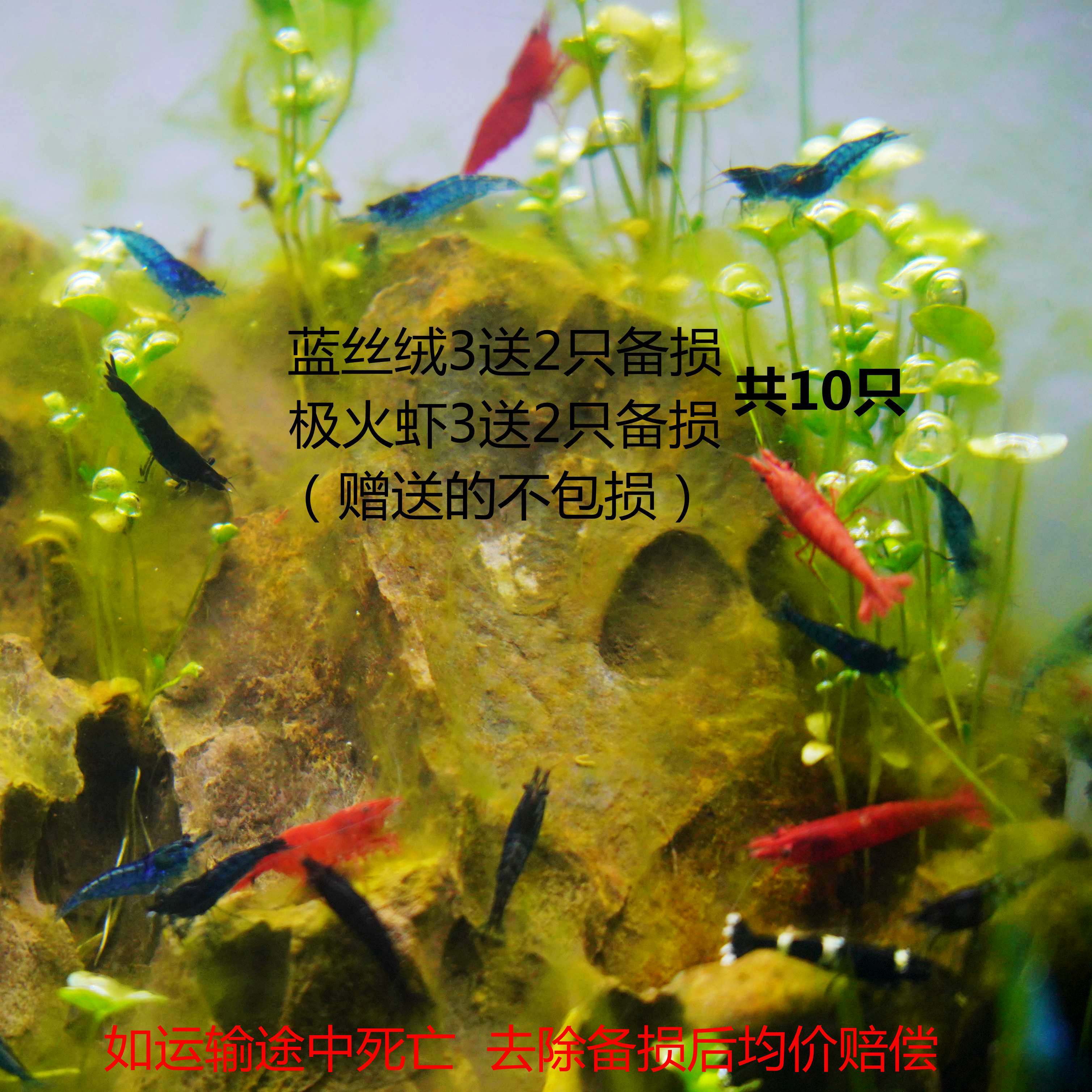 墨之瑶观赏虾活体草缸淡水虾冷水虾除藻樱花水晶极火黑壳虾红琉璃鱼缸