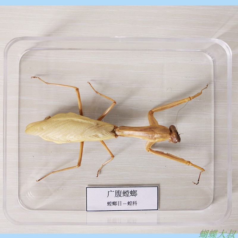 蝴蝶标本 昆虫标本真虫 独立盒包装 学校幼儿园教学生物 螳螂