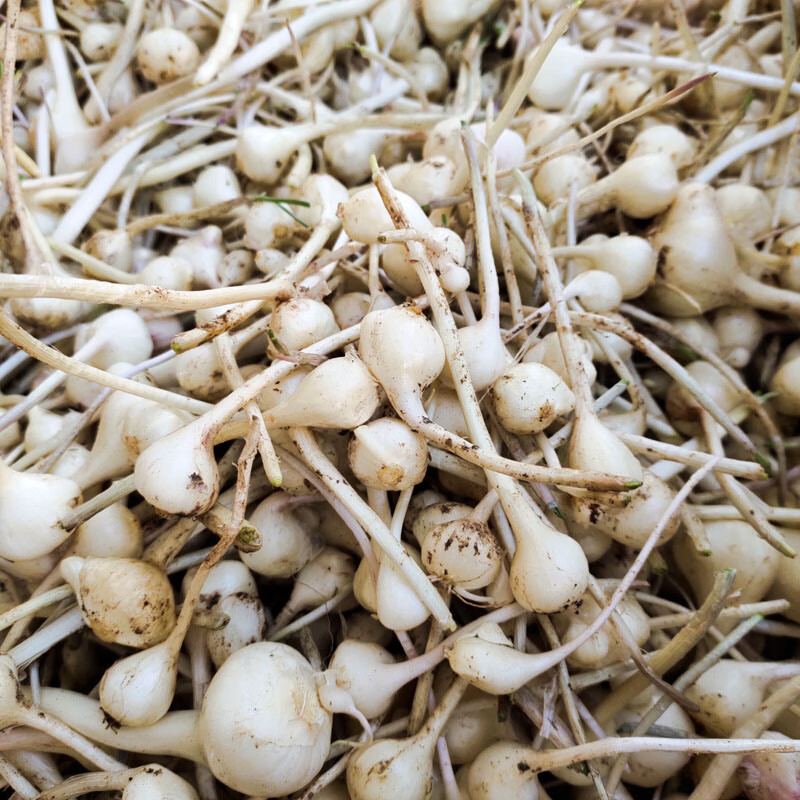 虎钢馋小根蒜野葱大脑瓜野生新鲜大脑蹦浸没菜山野蒜拍份斤斤斤 250g