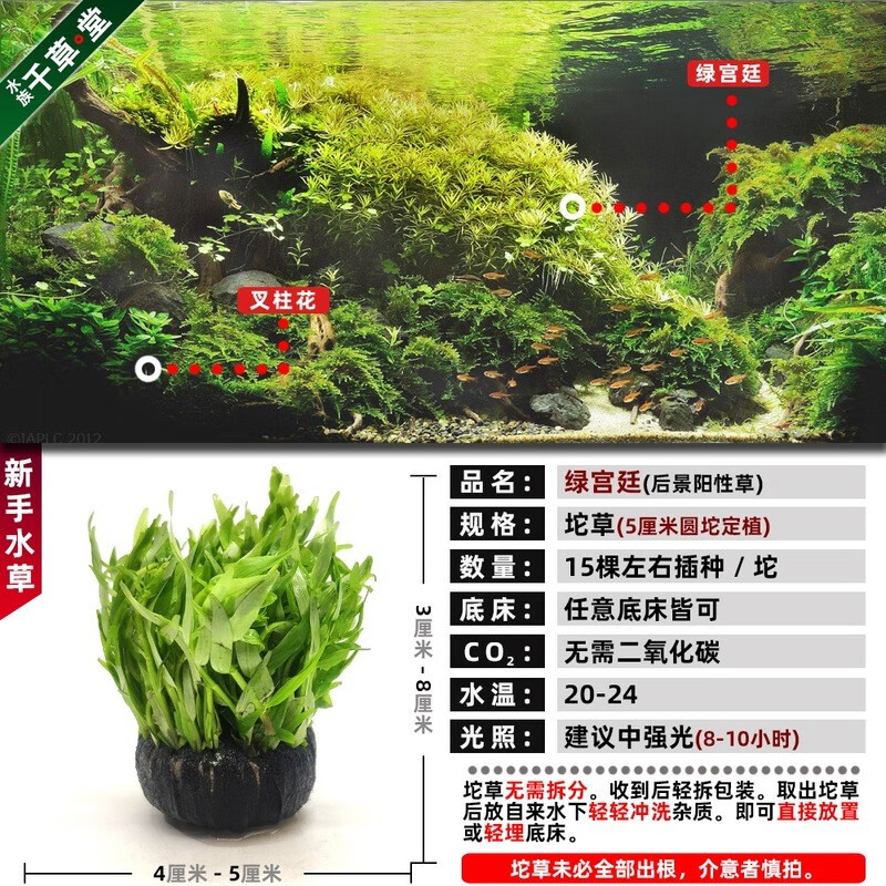 淡水活体懒人造景坨草装饰中后景套餐水下叶增氧 绿宫廷5厘米圆坨定植