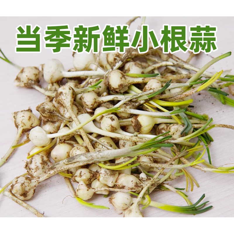 i东北特产小根蒜5斤1斤装 新鲜小根菜山野菜小葱大脑瓜蹦 2500g
