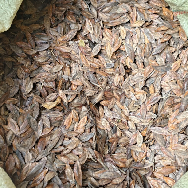 杜仲种子(30斤-新种子出芽率高-一亩地种30斤-教会育苗技术)