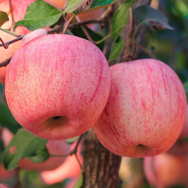 富祺元陕西红富士苹果9斤冰糖心丑苹果当季新鲜水果红富士苹果大果整箱 8.5-9斤（80-90）