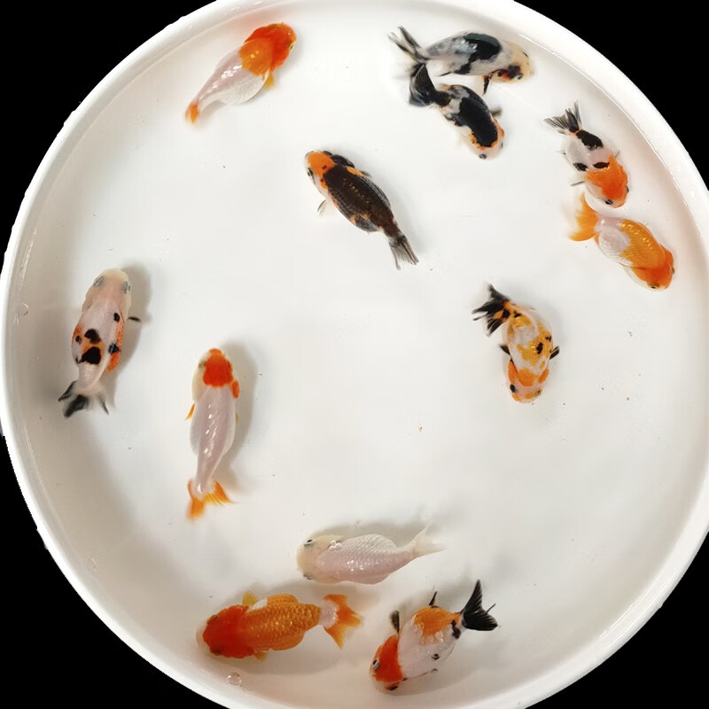 水族活体历史价格数据|水族活体价格走势