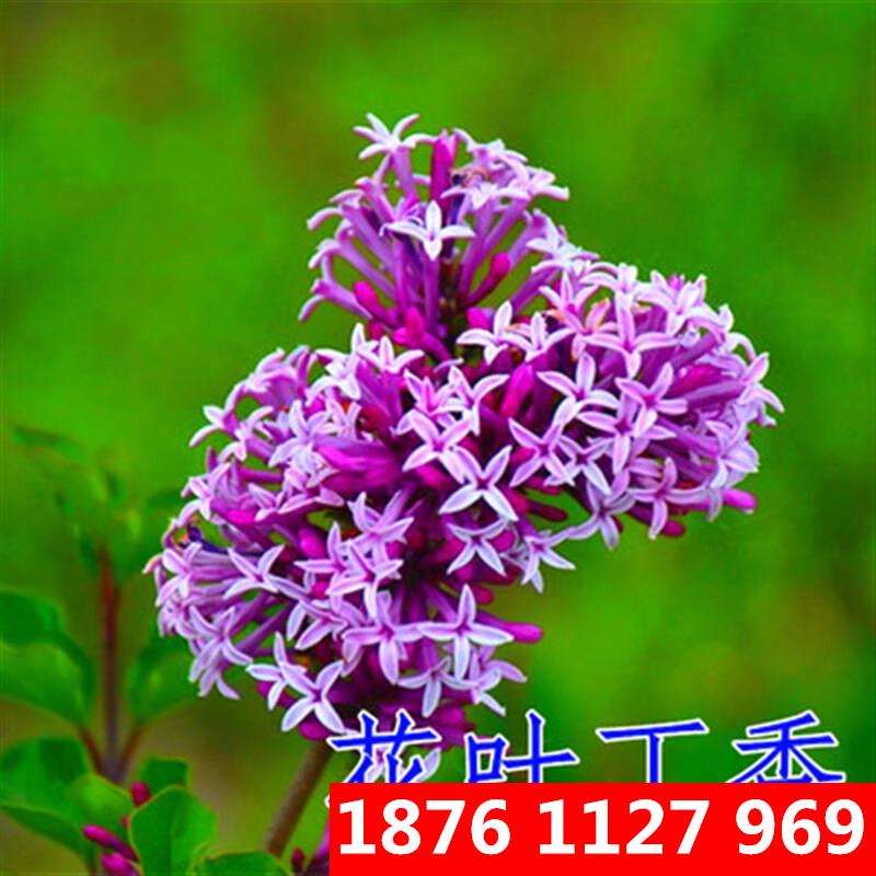 千颂园丁香花树苗别墅庭院耐寒大型风景树种丛生紫丁香花苗盆栽浓香